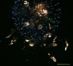 4July06 106
